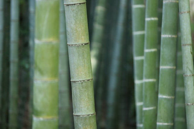 Zen Aesthetics: Incorporating Bamboo into Your Garden