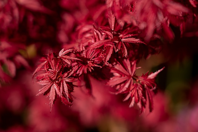 The Elegance of Japanese Maples: A Timeless Garden Treasure