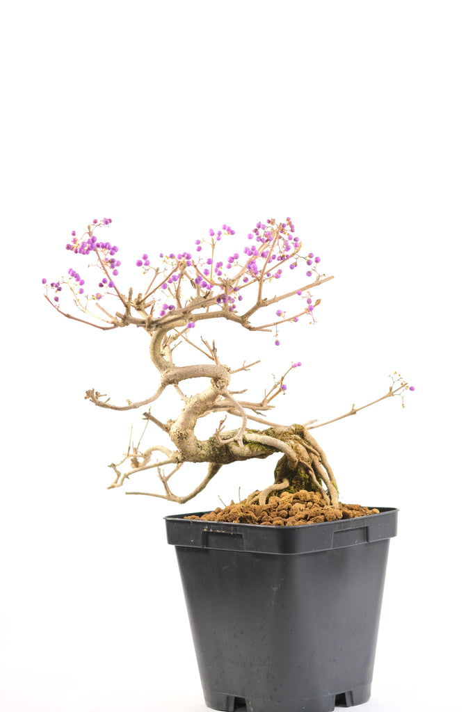 Japanese Beautyberry 'Ko-Murasaki'