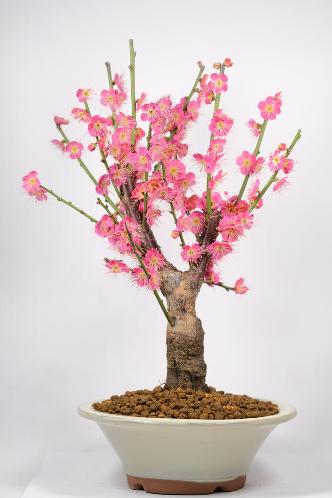 Japanese Flowering Apricot (Ume) 'Osakazuki'