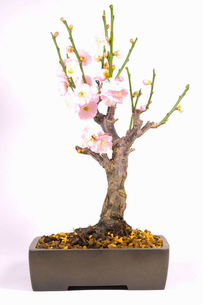 Japanese Flowering Apricot (Ume) 'Kenkyo'