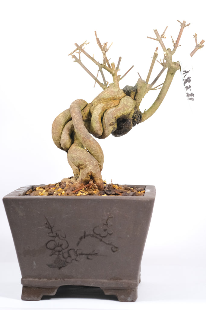 Japanese Beautyberry 'Murasaki-Shikibu'