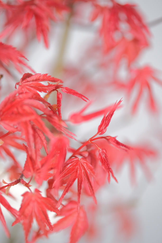 Japanese Maple 'Deshojo'