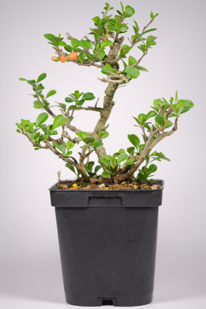 Orange 'Chojubai' Quince