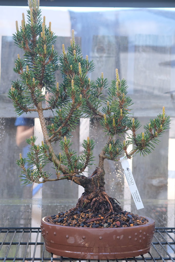 Japanese black pine 'Kotobuki'
