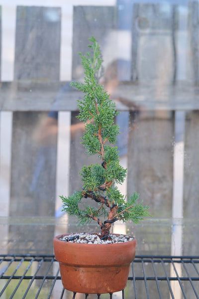 真柏　shinpaku Juniperus chinensis Juniperus chinensis 'Shimpaku' – Island Ornamentals