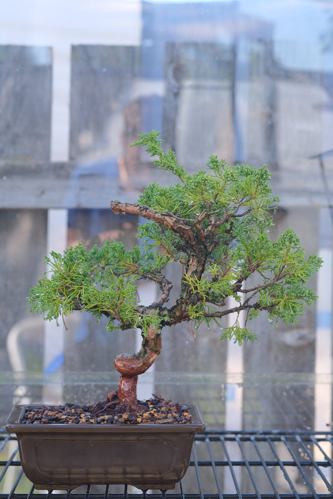 Juniperus chinensis 'Shimpaku'