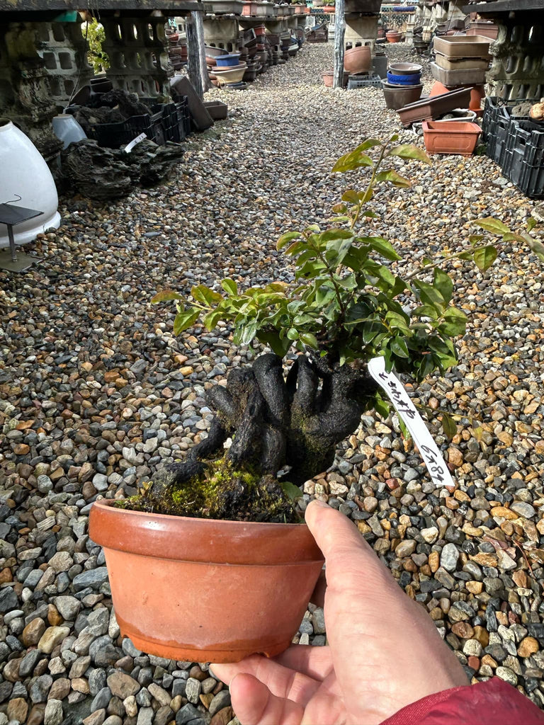 Persimmon 'Tokiwagaki'