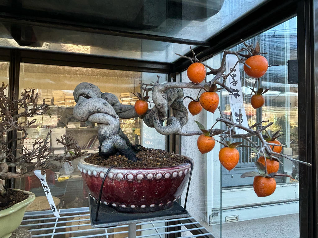 Princess Persimmon (Roya Kaki)