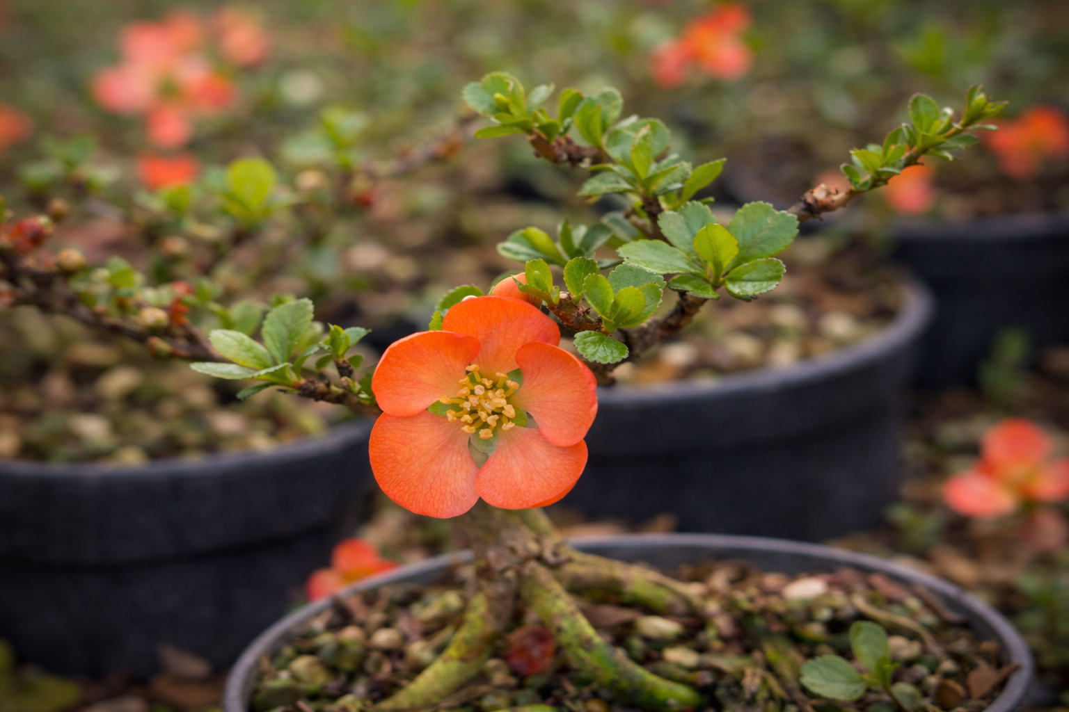 Growing & Refining 'Chojubai'