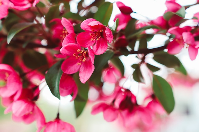 Symbolism in Bloom: The Beauty of Japanese Cherry Blossoms