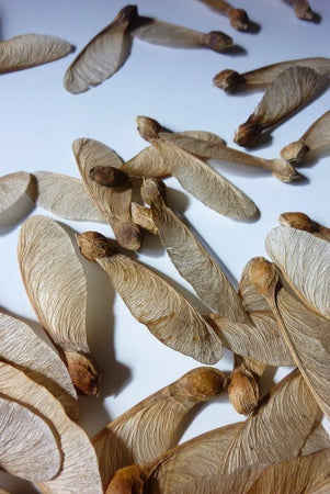 Seeds