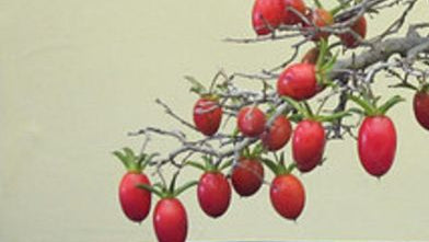 Ornamental Berries & Fruit All
