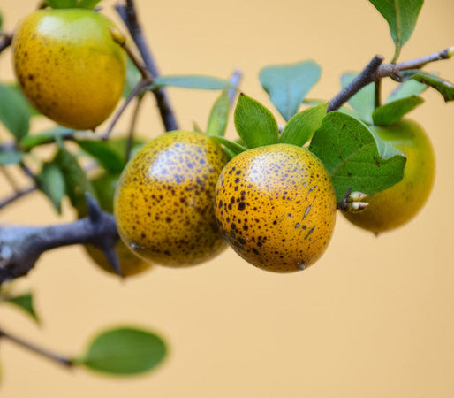 Ornamental Berries & Fruit (Garden)