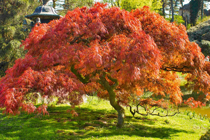 Japanese Maples (Garden)