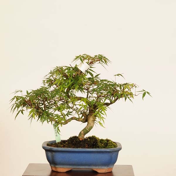 Japanese Maple 'Nagarakawa'