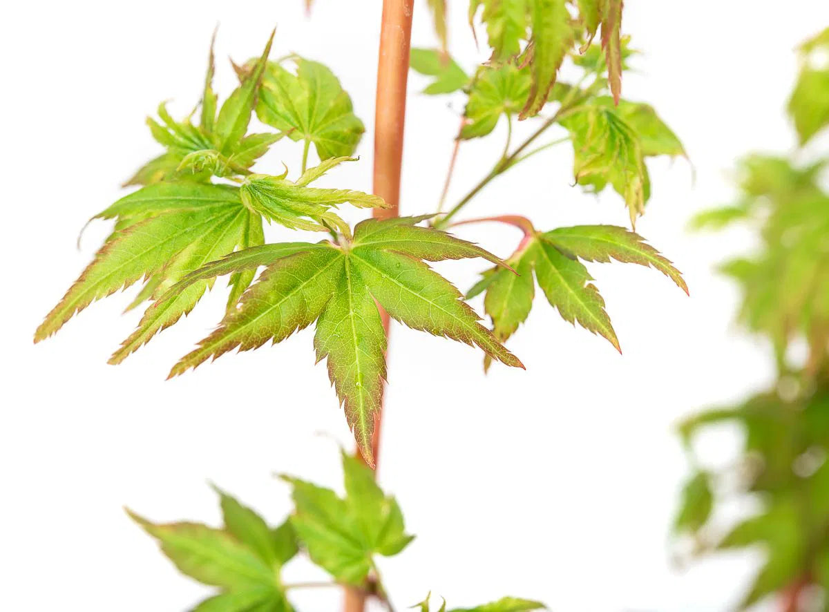 Japanese Maple  'Bihou'