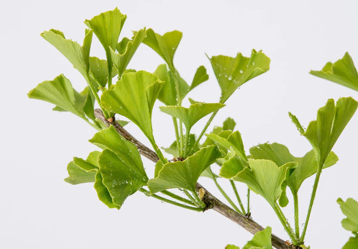Ginkgo Biloba 'Troll'