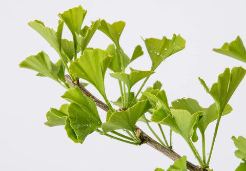 Ginkgo Biloba 'Troll'