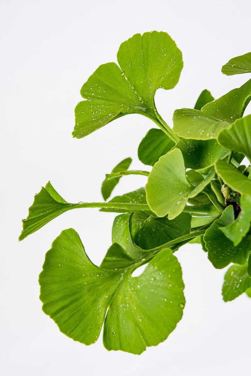 Ginkgo Biloba 'Troll'
