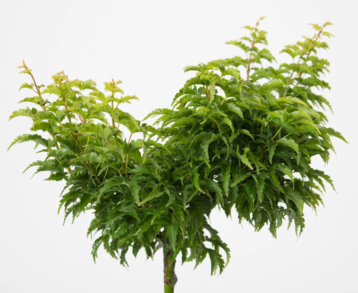 Japanese Maple ‘Shishigashira’