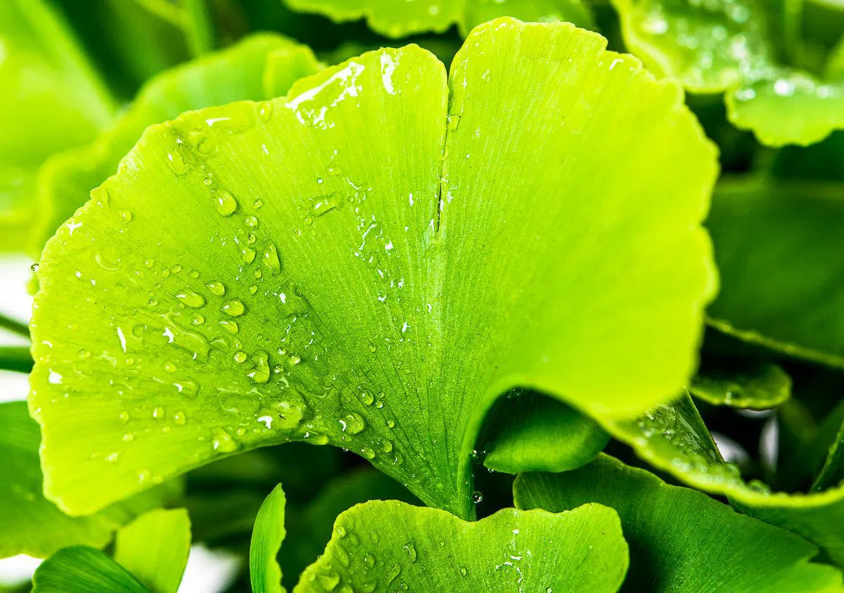 Ginkgo Biloba 'Troll'