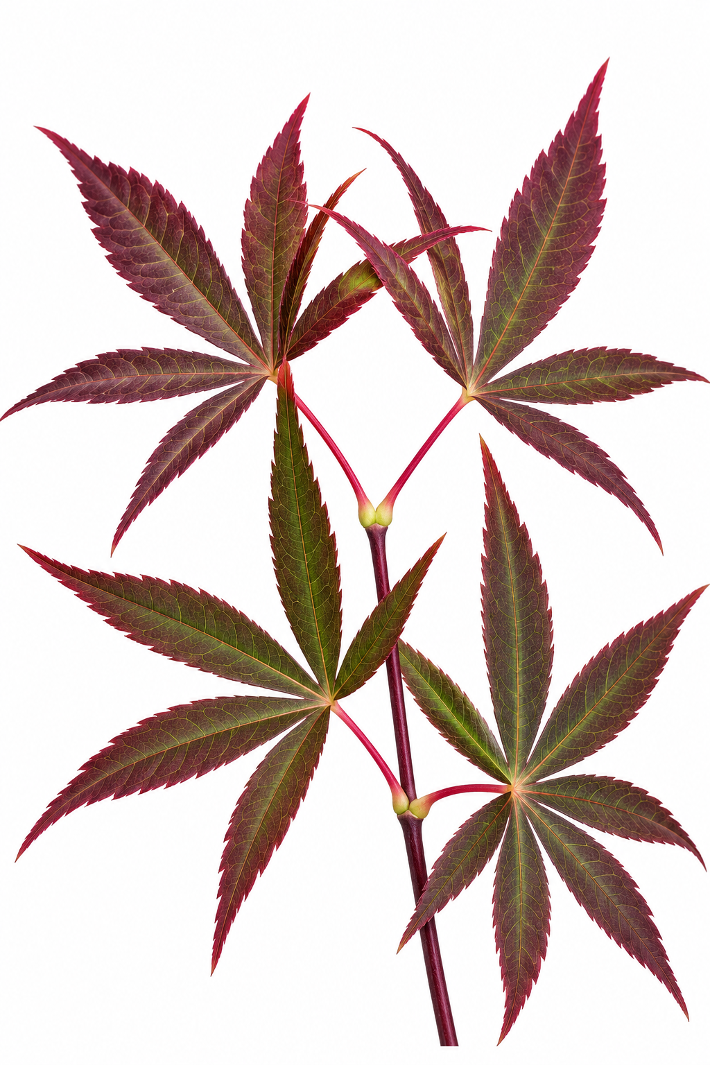 Beni Otake Japanese Maple - Acer palmatum 'Beni Otake'