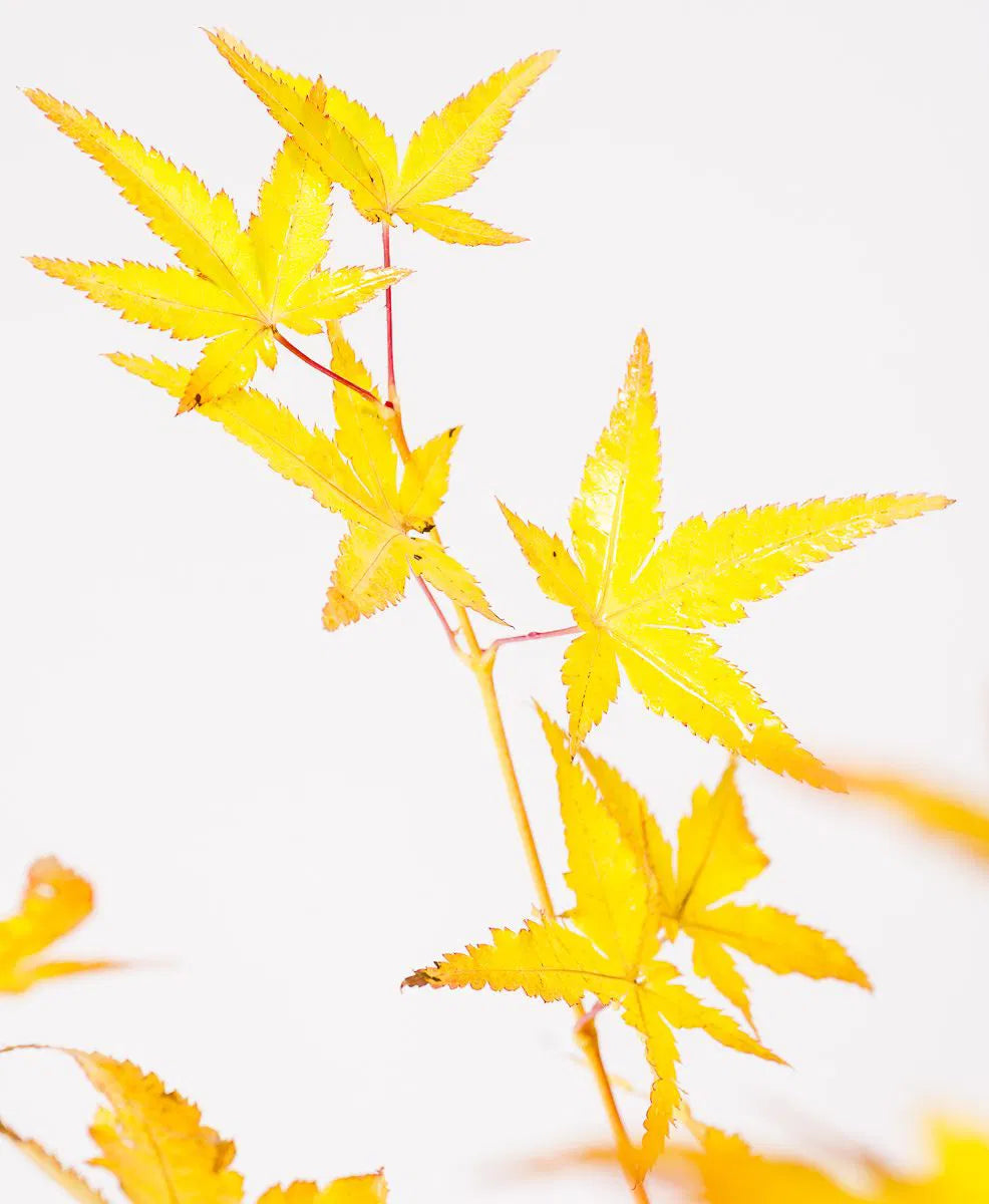 Japanese Maple  'Bihou'