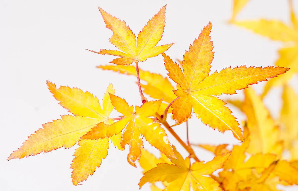 Japanese Maple  'Bihou'
