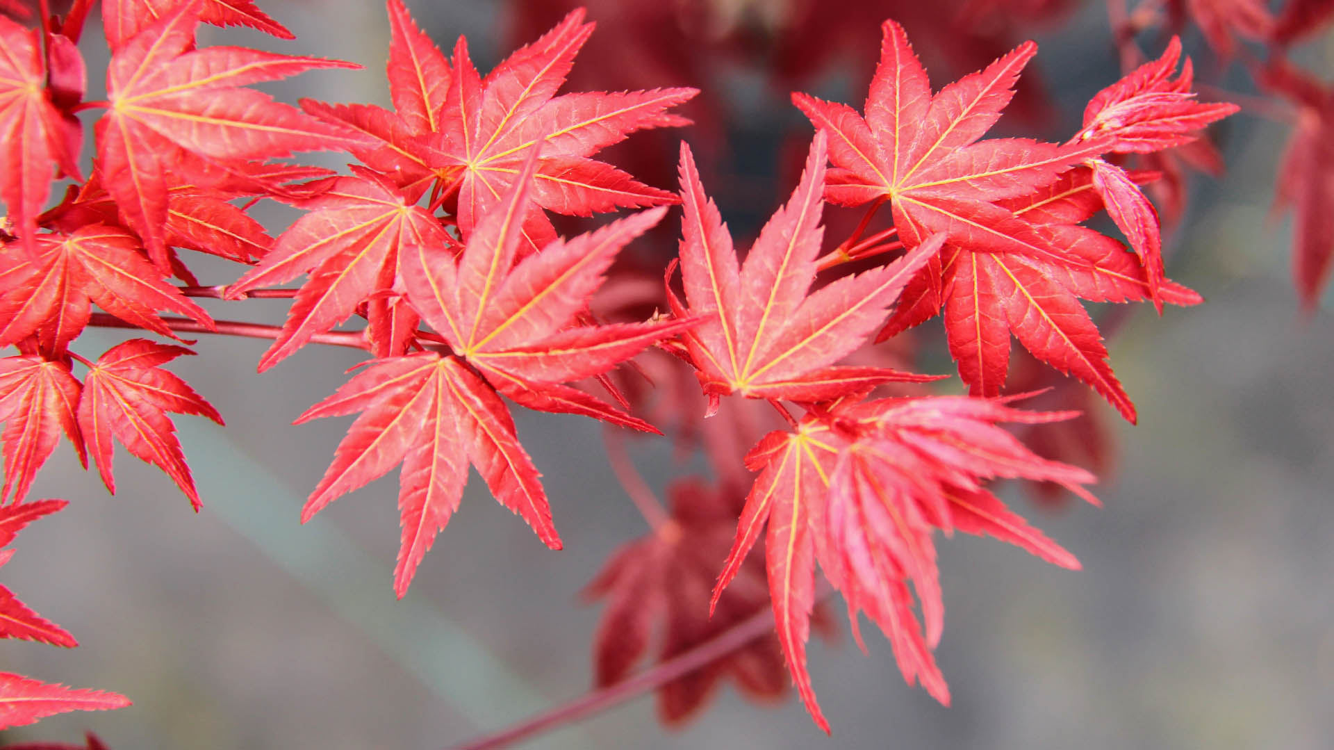Japanese Maple 'Beni Maiko'
