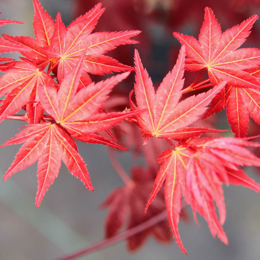 Japanese Maple 'Beni Maiko'