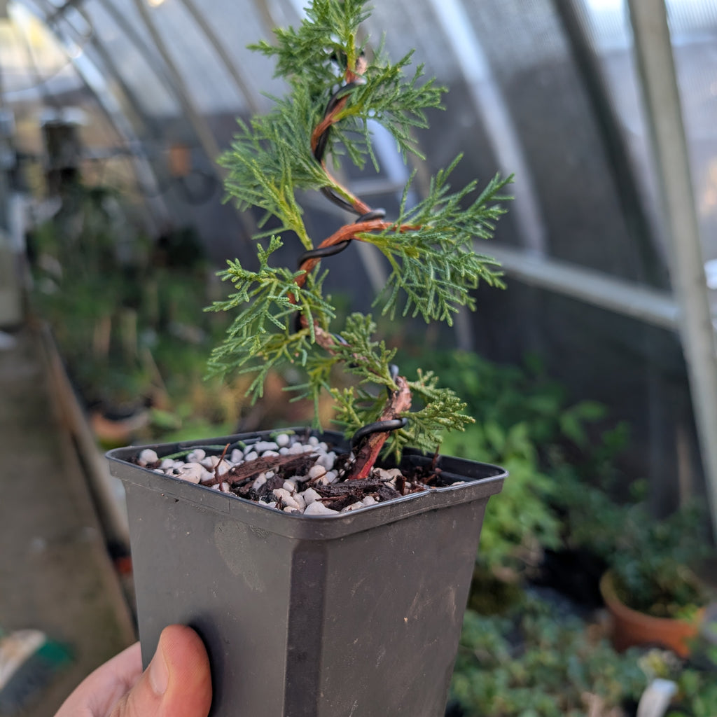 Juniperus chinensis 'Shimpaku'