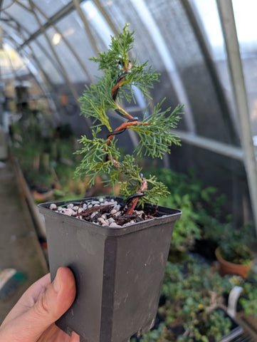 Juniperus chinensis 'Shimpaku'