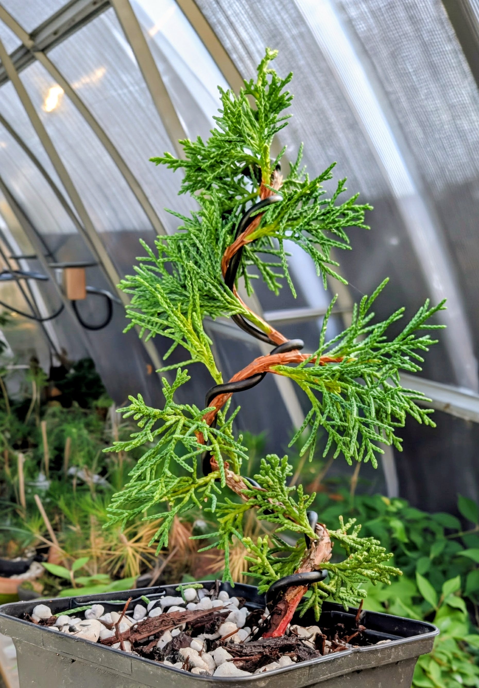 Juniperus chinensis 'Shimpaku'
