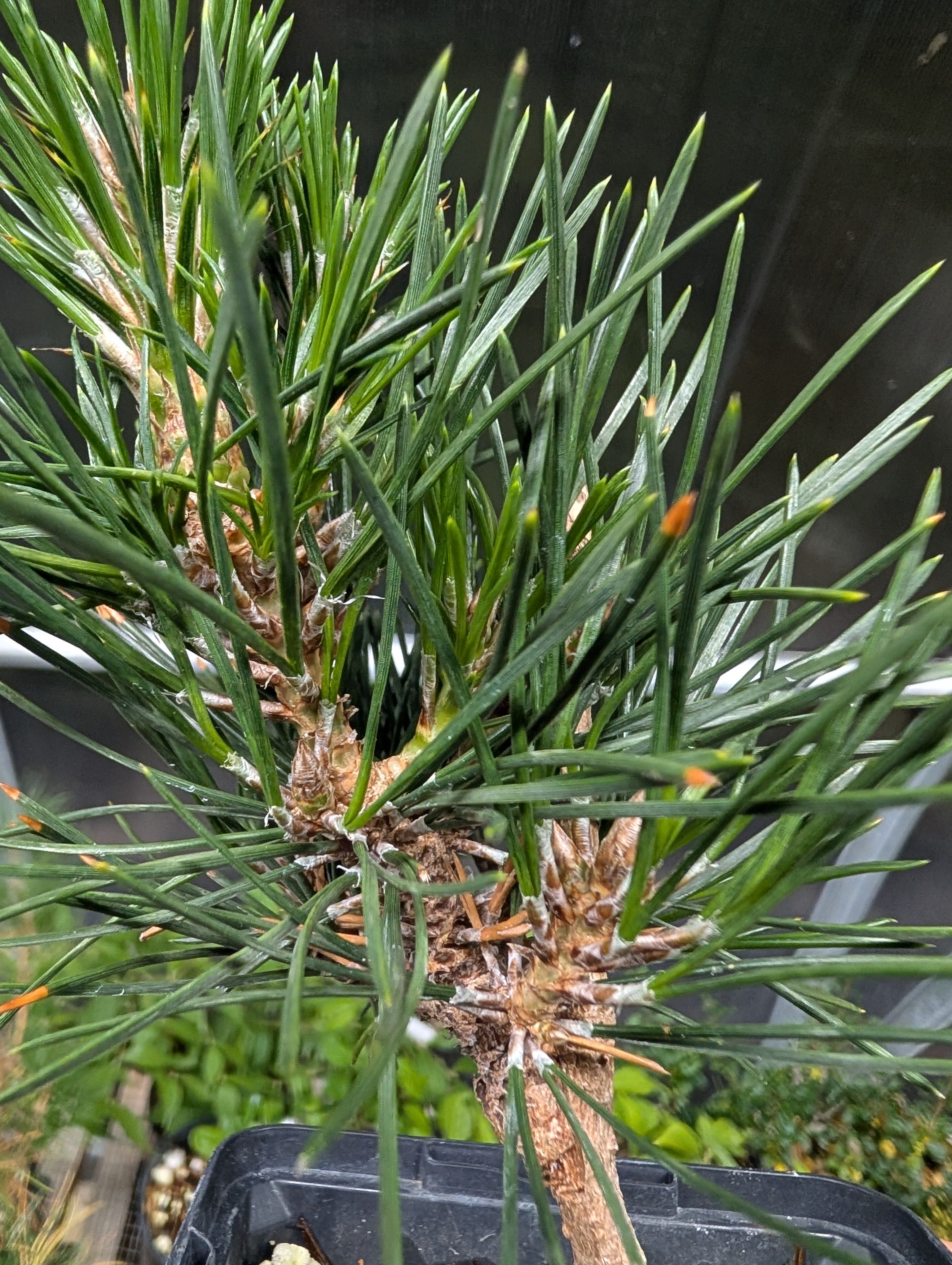 Japanese black pine 'senjumaru'