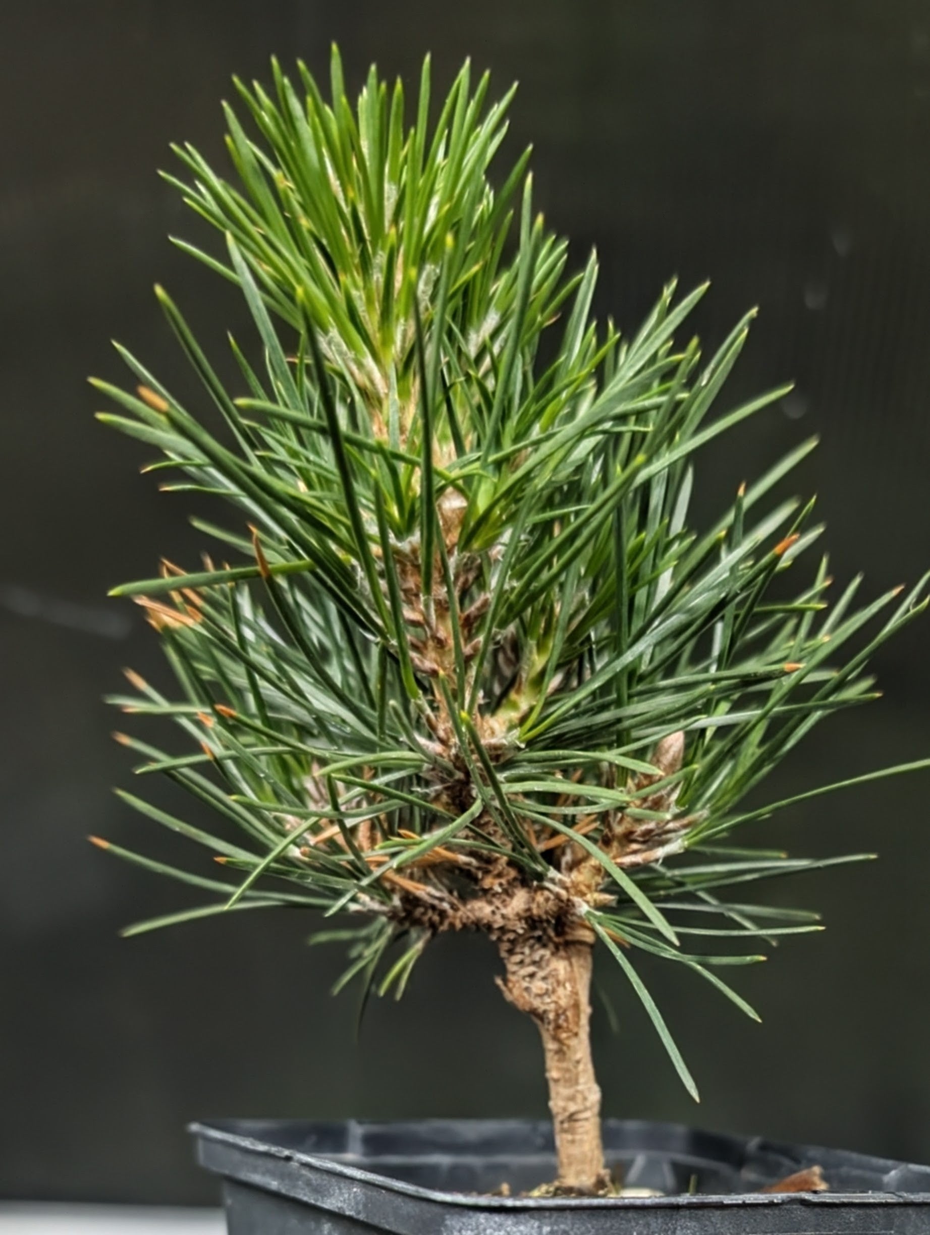 Japanese black pine 'senjumaru'