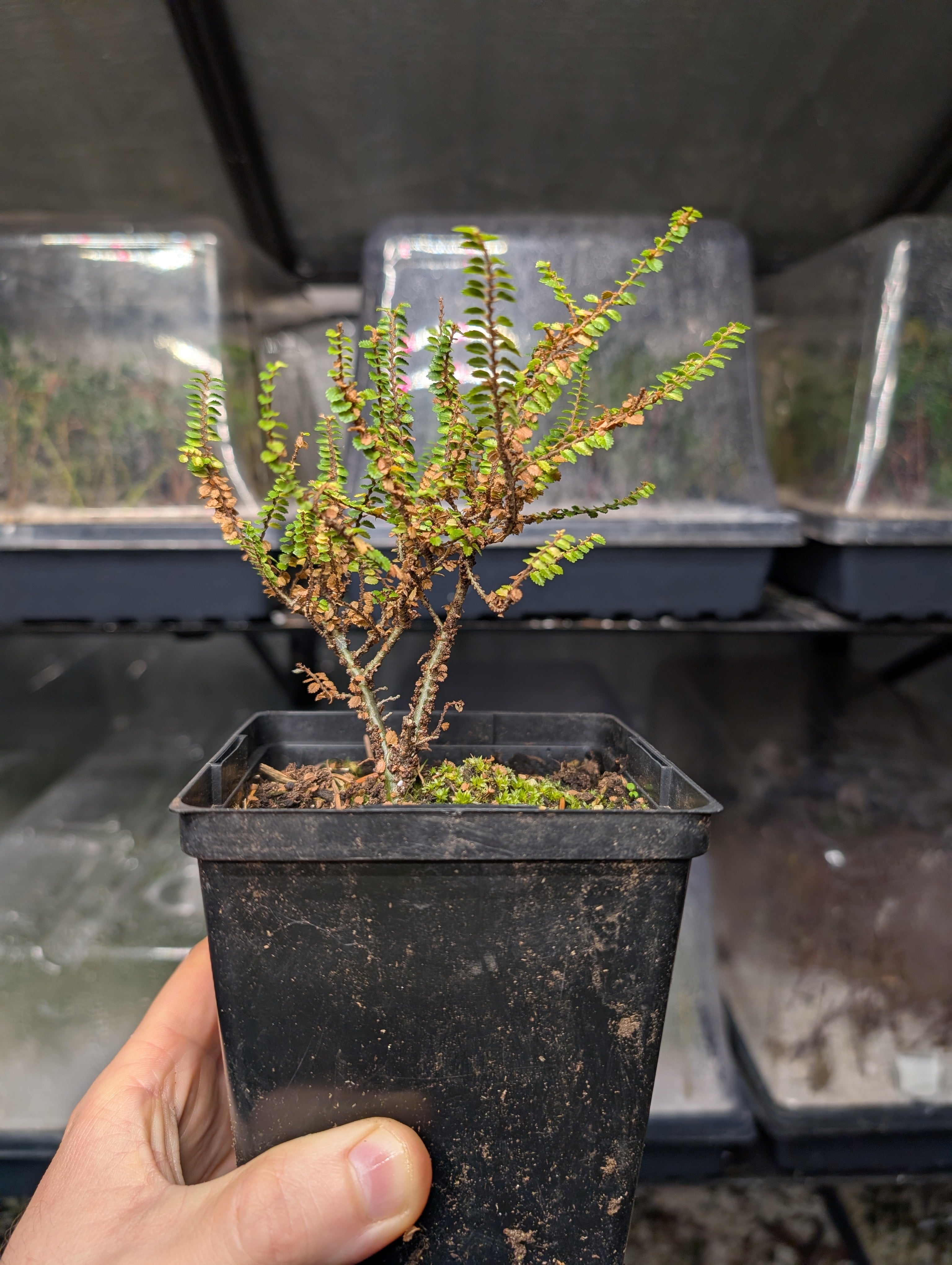 Ulmus parvifolia 'Hokkaido' Dwarf Small Leaf Chinese Elm