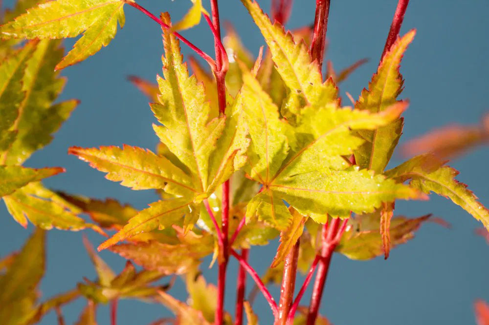 Japanese Maple 'Beni Kawa'