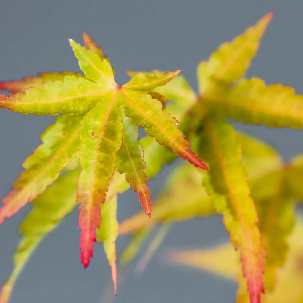 Japanese Maple 'Beni Kawa'