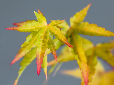 Japanese Maple 'Beni Kawa'