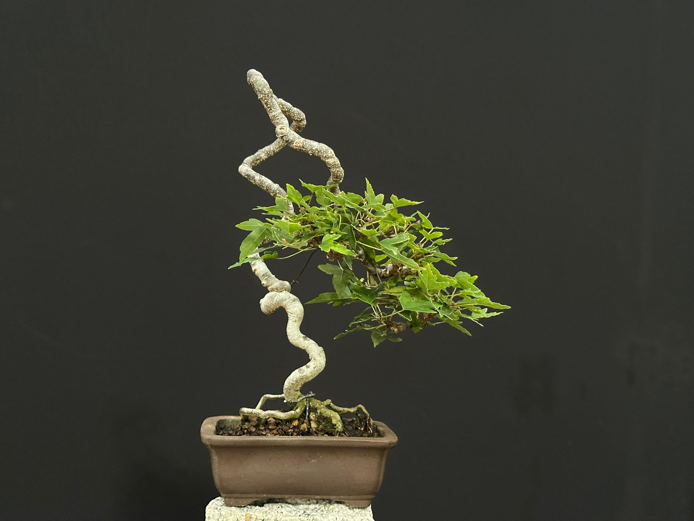Trident Maple 'Sekino Kaede'
