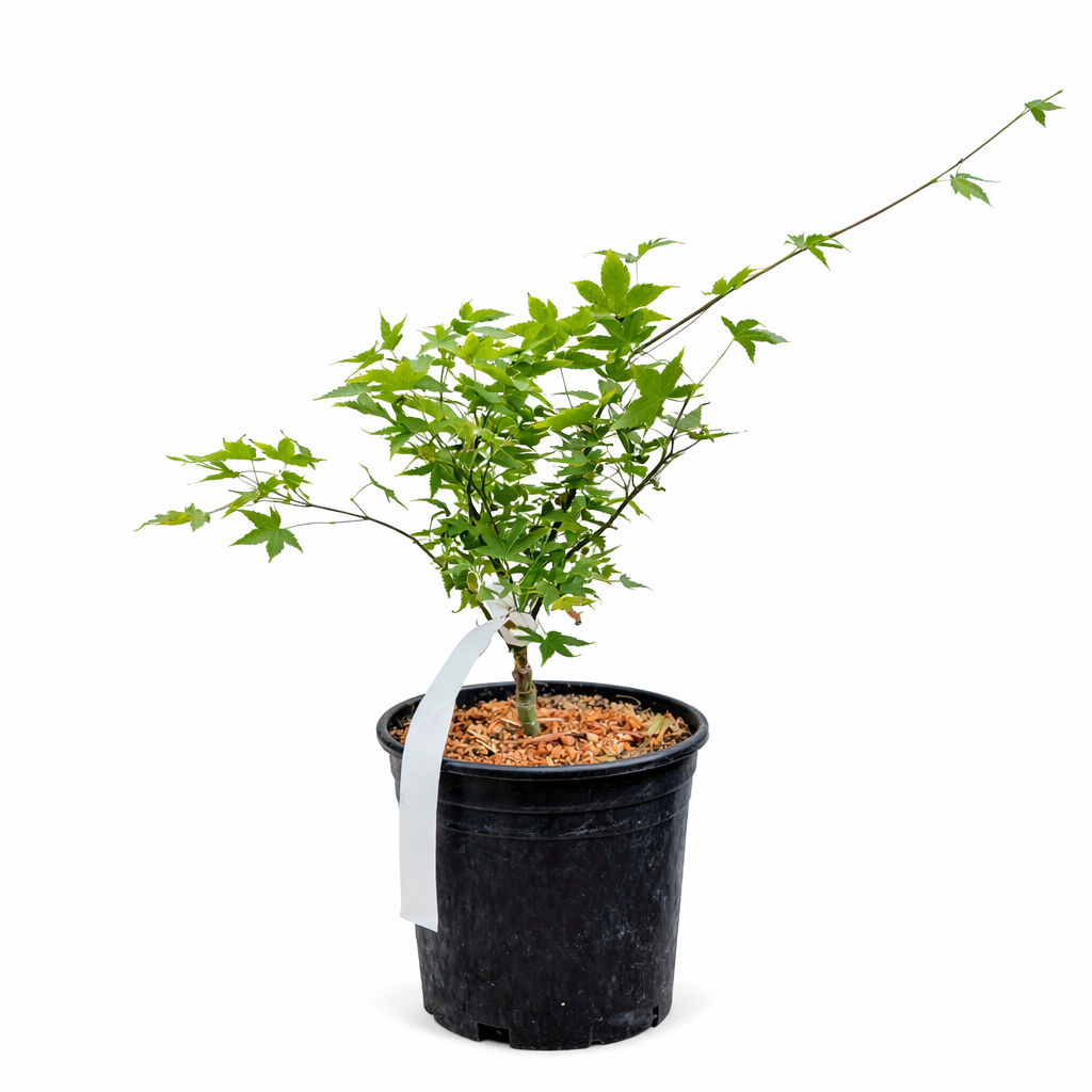 Potted plant with green leaves on a white background