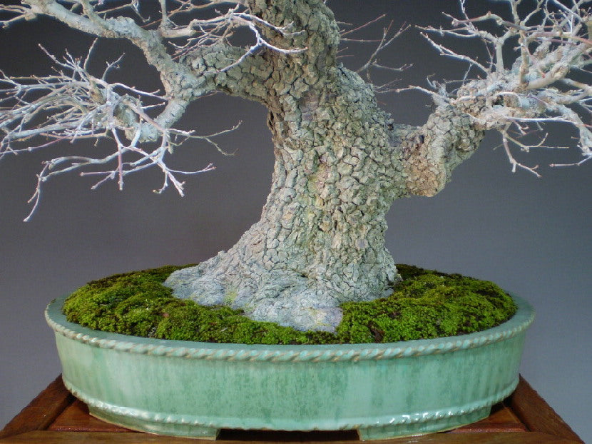 Japanese Maple 'Arakawa'