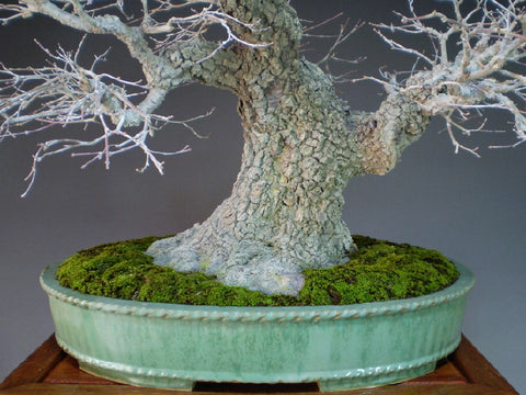 Japanese Maple 'Arakawa'