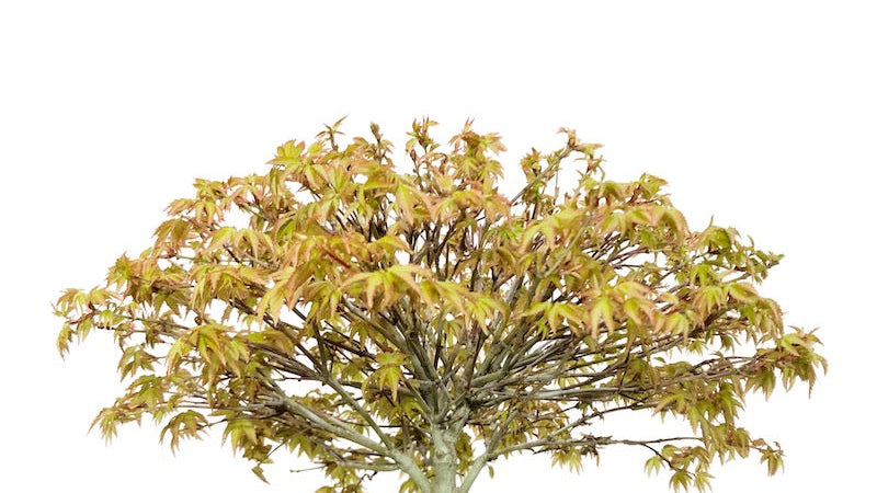 Japanese Maple 'Kiyohime'