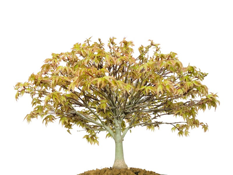 Japanese Maple 'Kiyohime'