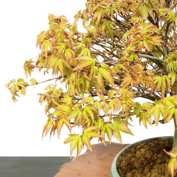 Japanese Maple 'Kiyohime'