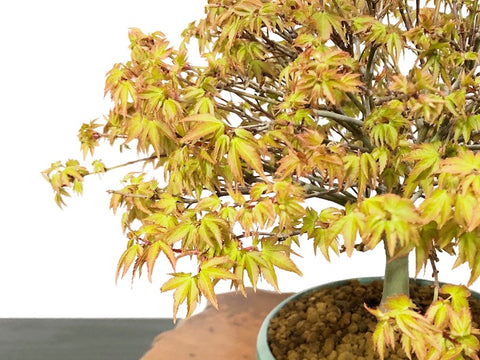 Japanese Maple 'Kiyohime'