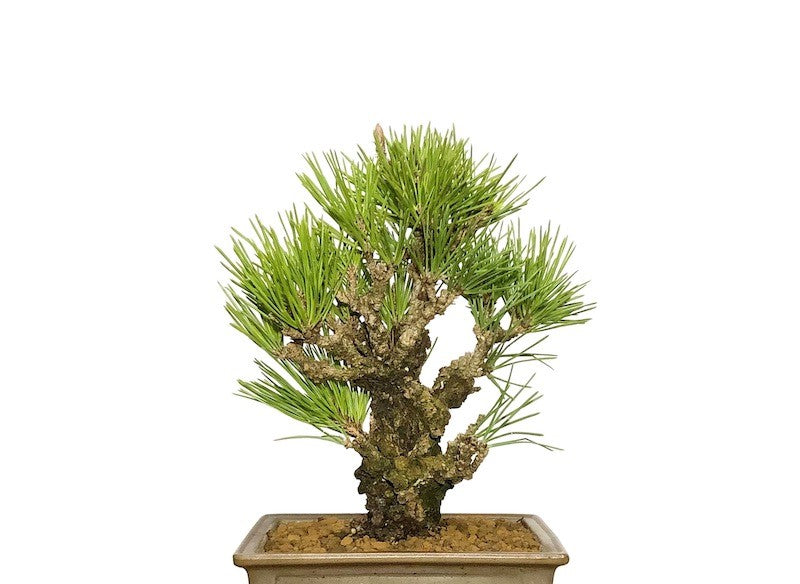 Example of a mature cork bark bonsai