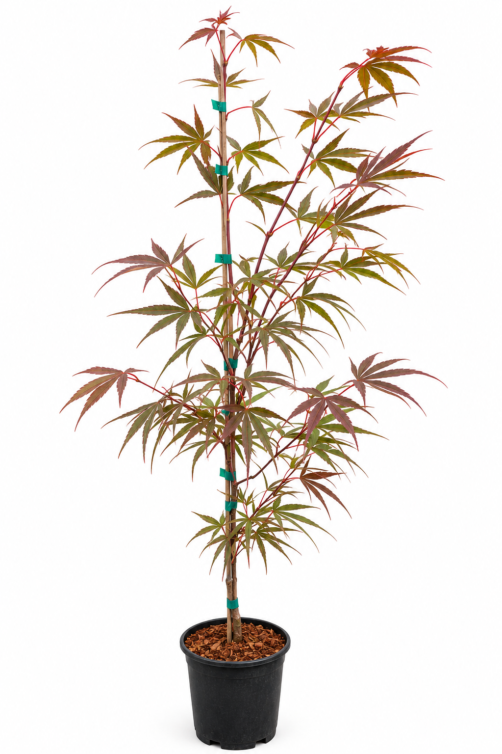 Beni Otake Japanese Maple - Acer palmatum 'Beni Otake'